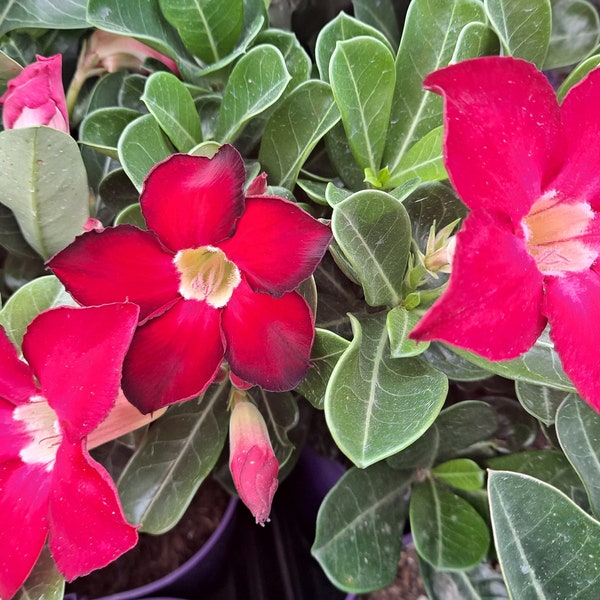 Desert Rose Plant Etsy