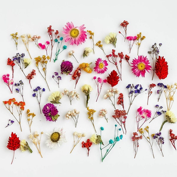 70 Stück winzige Blumen für Harz-Schmuck, großes Set von getrockneten Blumen, trockener mini Schleierkraut, kleines Schleierkraut, Phalaris, Ozothamnus, Limonium