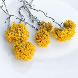 craft supplies tiny mini flowers for resin jewelry Dried achillea filipendula natural flowers small yellow flowers