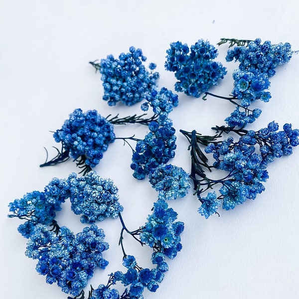 Dried flowers for resin jewelry, Blue real Ozothamnus flowers, dry flowers small, mini tiny flowers for crafting, rice flowers