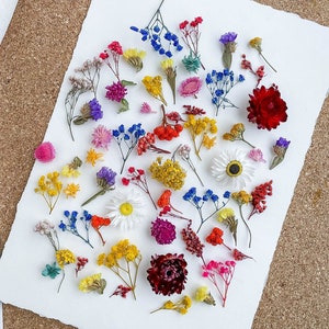 Dried tiny flowers for resin 60 pcs, dry flower for resin jewelry, Resin supply Mini garden, Mini flower mix for resin Blue purple red