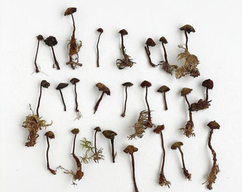 Dried tiny mushrooms for resin, Set of small little fungus, moss pixie cup for Resin jewelry, dark tiny mushrooms, Fairy garden crafts