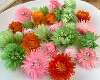 Getrocknete Helichrysum Vestitum Blütenkopf, grün orange rosa Trockenblumen, Bio-Floristenbedarf, Hochzeit Blumendekor, immerwährende Blumen