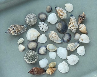 Small sea shell mix for resin jewelry making, tiny seashells for terrarium, Beach Shells Natural sea craft supply Sea terrarium kit