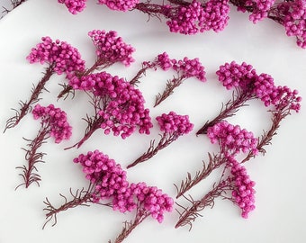 Dried flowers for resin jewelry, Real PINK Ozothamnus flowers, dry flowers small, mini tiny flowers for crafting, rice flower