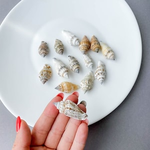 Small sea shell mix for Terrarium, sea crafts supplies, tiny natural seashells, decor, raw materials, natural beach decor, art supply