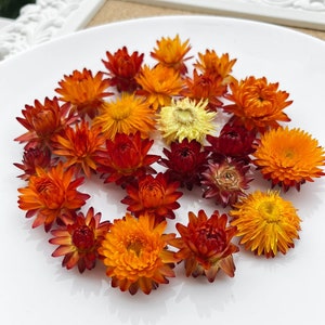 Organic Dried Helichrysum heads, Dried Strawflower heads, Fall autumn wedding decor, florist supply DIY supply set, resin flowers
