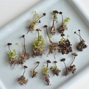 Puede incluir: Una colección de pequeños champiñones marrones con musgo verde que crece en la base de cada tallo. Los champiñones están dispuestos en una bandeja blanca.