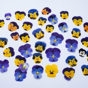 Tiny flowers for resin jewelry, Dried Viola, pressed pansies, real dried flowers for resin jewelry, purple pansies, herbarium wall art,