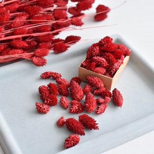 Dried flowers for resin, Dried Phalaris grass heads, mini flowers, red Phalaris, small flowers for crafts, dried grass