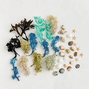 Sea craft set for resin jewelry, dried seaweed, sea shells, starfish, dried moss, Natural sea craft supply Sea terrarium kit findings