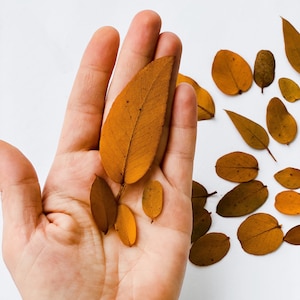 Preserved Eucalyptus small leaves, dried leaves for resin jewelry, small greenery, autumn leaves, natural craft supplies, dried flowers,