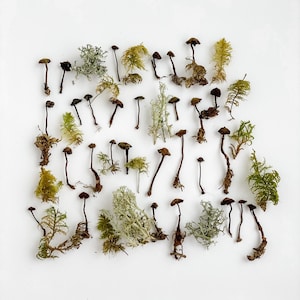 Puede incluir: Una colección de setas secas y musgo dispuestas sobre un fondo blanco. Las setas son marrones y tienen una variedad de formas y tamaños. El musgo es verde y tiene una textura suave y aterciopelada.