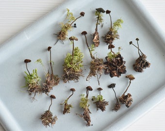 Tiny dried mushrooms for Resin jewelry making, set of 16 pcs dry fungus, moss, terrarium