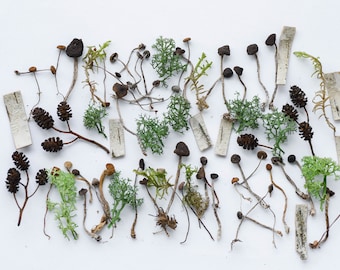 Dried small mushrooms set, tiny little fungus Birch bark moss pixie cup for Resin jewelry, mini cones, Forest Set, Crafts fairy mini garden