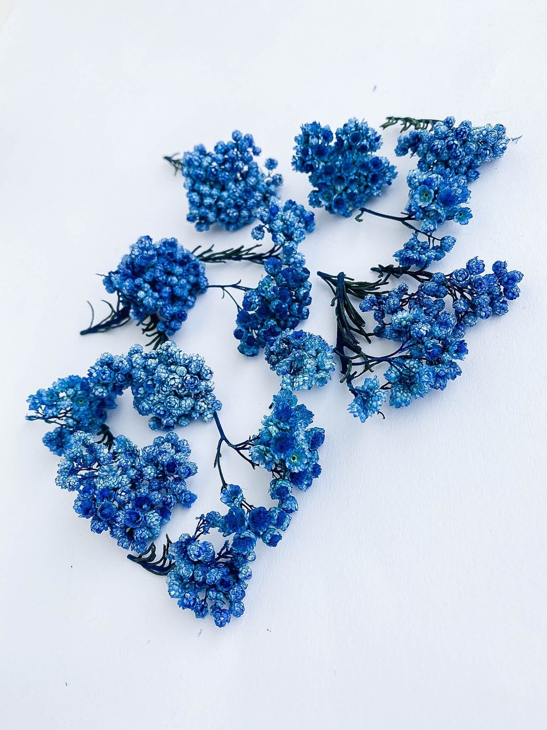 Dried Flowers for Resin Jewelry, Blue Real Ozothamnus Flowers, Dry