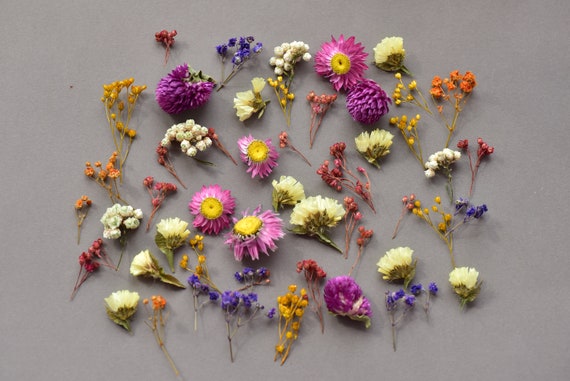 Piccoli fiori secchi per resina, piccoli fiori per gioielli in resina,  fornitura di resina Mini giardino, Mini mix di fiori per resina Fiore secco  blu viola rosso -  Italia