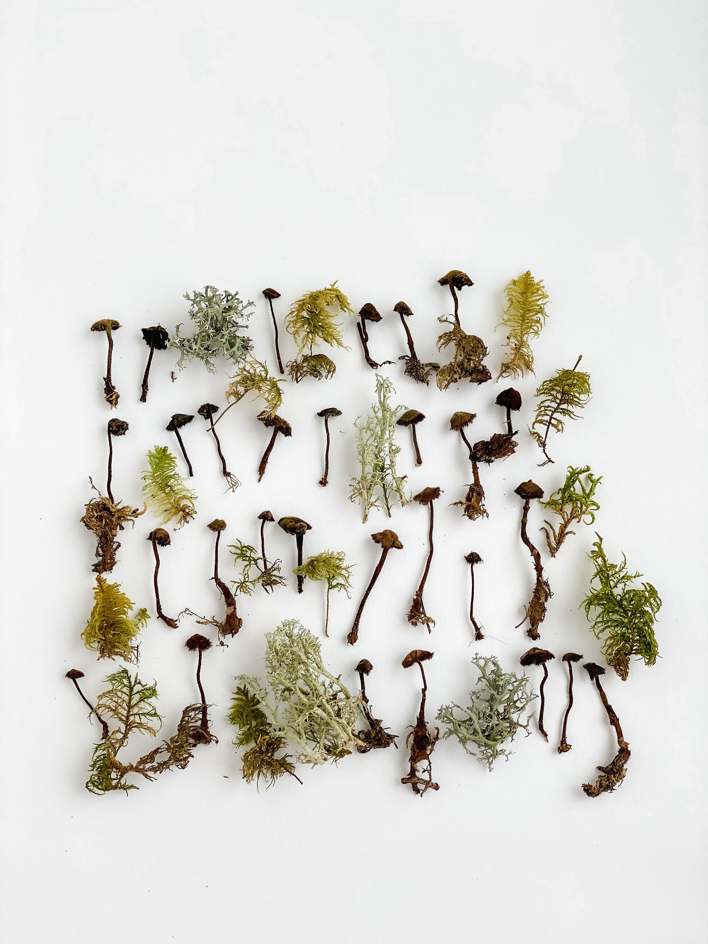 Dried tiny mushrooms moss, Set of 45 pcs small little fungus, moss pixie cup for Resin jewelry, dried moss, black mini mushrooms