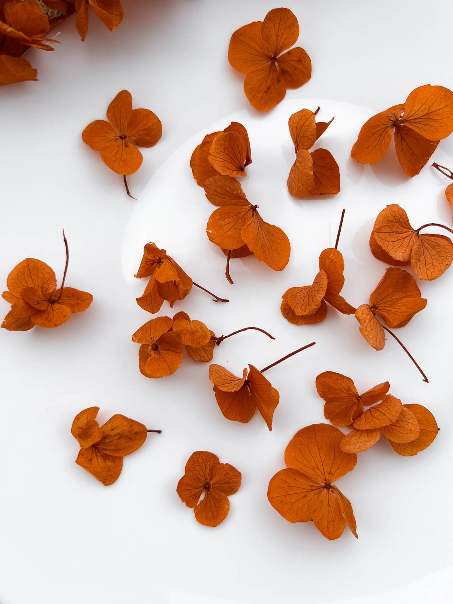 Rustic Terracotta Dried Hydrangea Leaves Small Flowers for Etsy