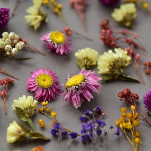 Dried tiny flowers for resin, tiny flowers for resin jewelry, Resin supply Mini garden, Mini flower mix for resin Blue purple red dry flower image 5