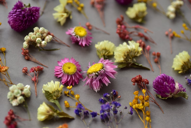 Dried tiny flowers for resin, tiny flowers for resin jewelry, Resin supply Mini garden, Mini flower mix for resin Blue purple red dry flower image 5