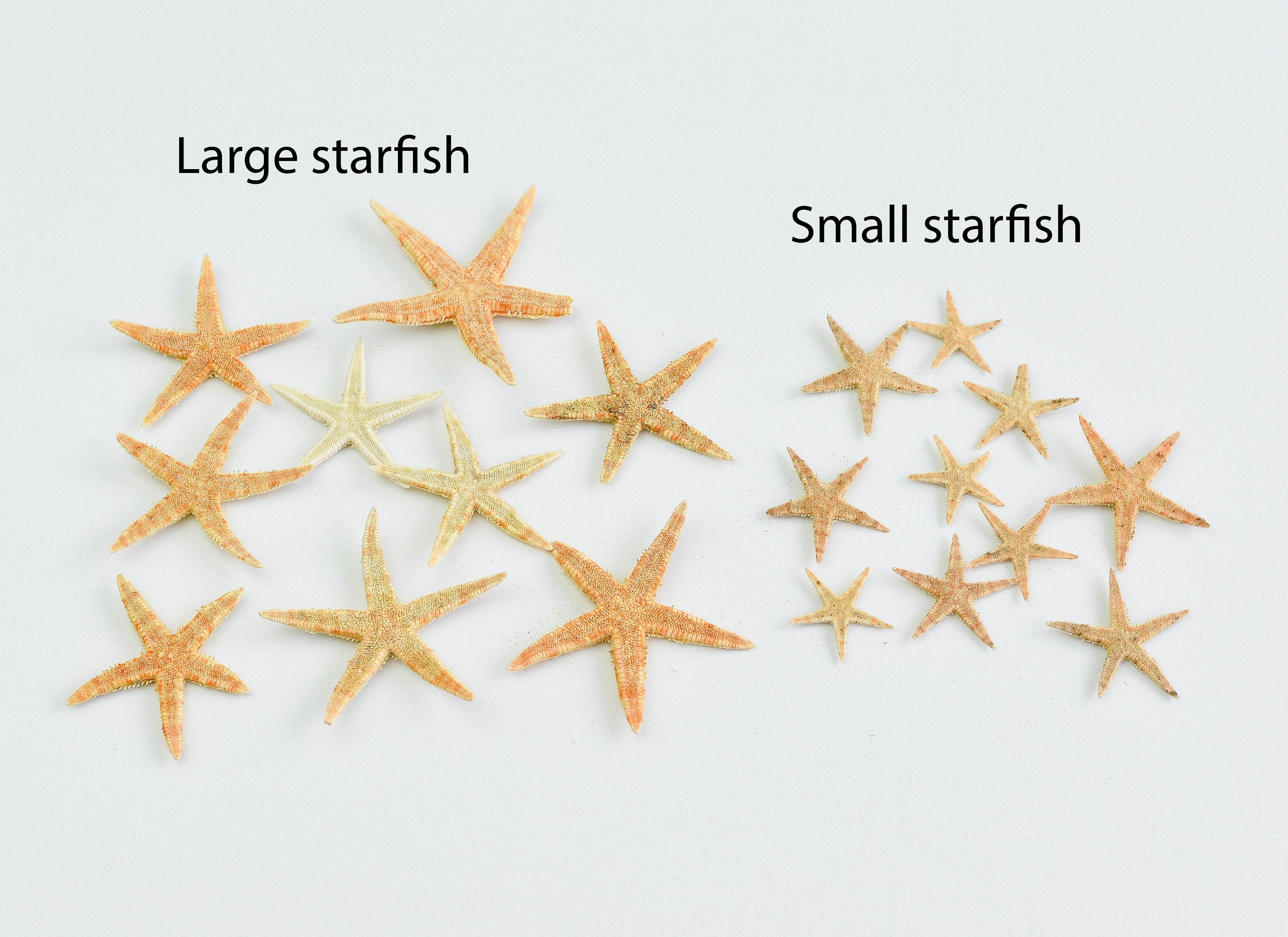 Set of 12 XX Large Flat Tan Starfish 3 1/2-4" Seashells Beach Wedding Craft Deco