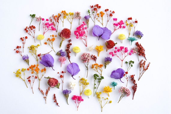 70 Pcs Tiny Flowers for Resin Jewelry, Large Set of Dried Flowers, Dry Mini  Baby Breath, Small Gypshophila, Hydrangea, Ozothamnus, Limonium 