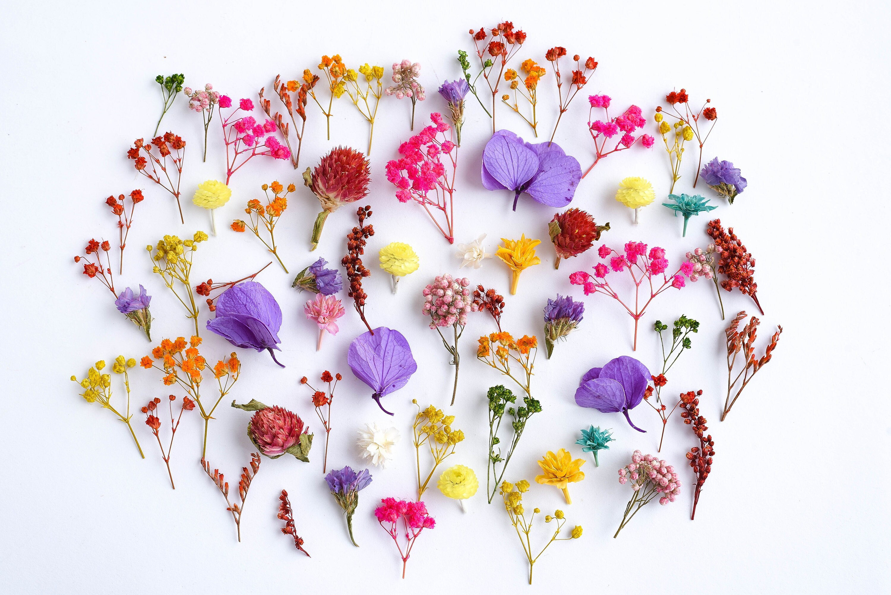 Real Dried Flowers Leaf Plant 72 pcs