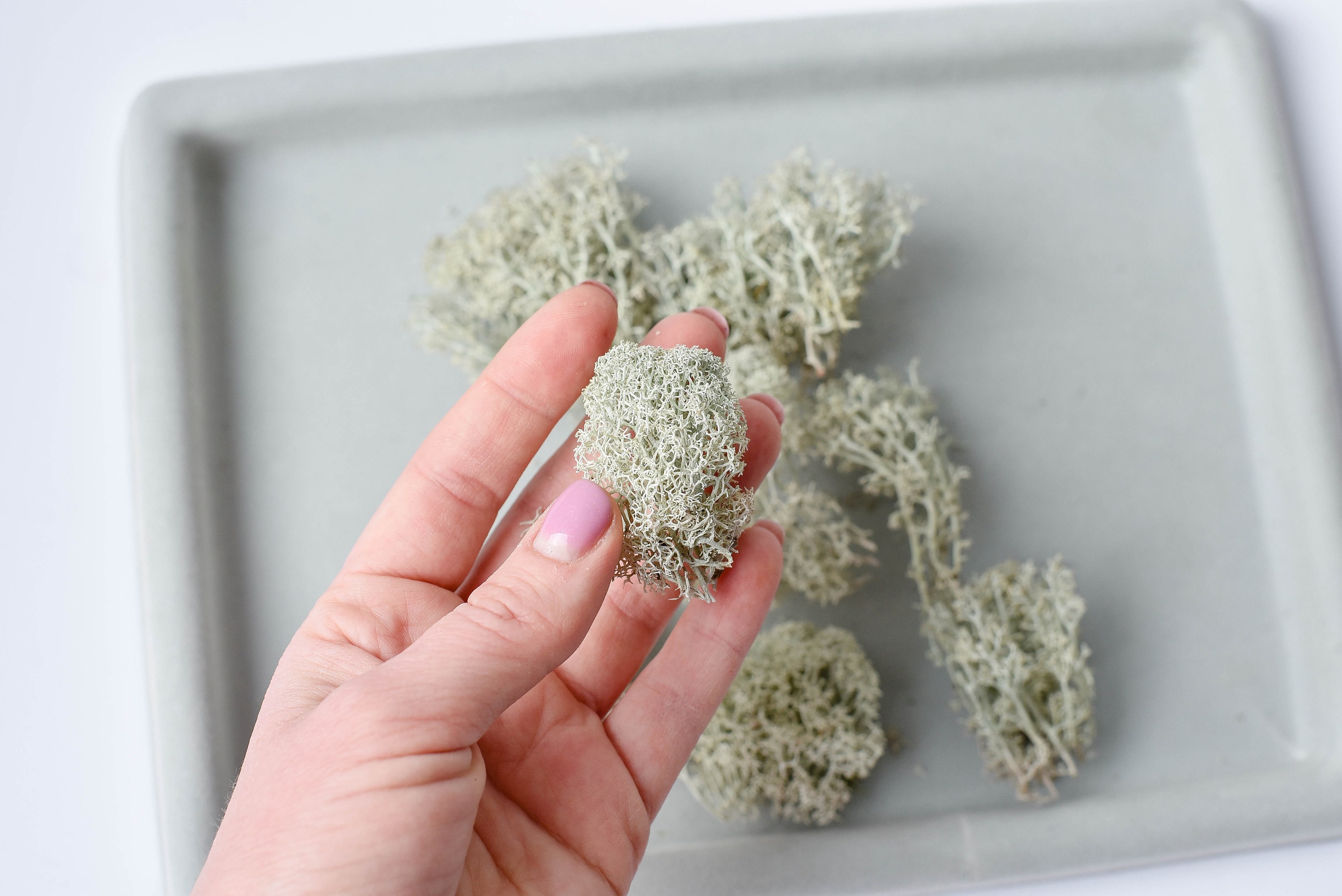 Dried Moss 10 Pcs White Natural Moss Supplies for Crafts Green Etsy