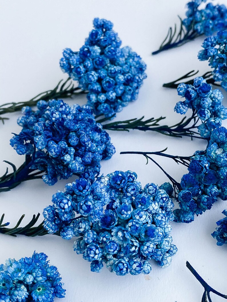 Dried Flowers for Resin Jewelry Blue Real Ozothamnus Flowers Etsy