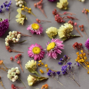 Dried tiny flowers for resin, tiny flowers for resin jewelry, Resin supply Mini garden, Mini flower mix for resin Blue purple red dry flower image 6