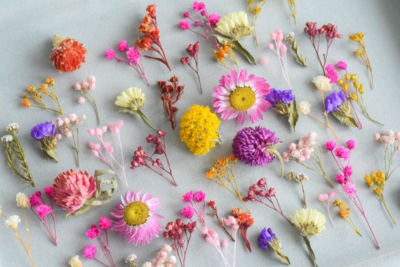 Dried Flowers for Resin, 60 Pcs, Dry Mini Flowers, Dried Baby Breath  Flowers, Mini Flowers Set, Gypshophila, Phalaris, Ozothamnus Flowers 