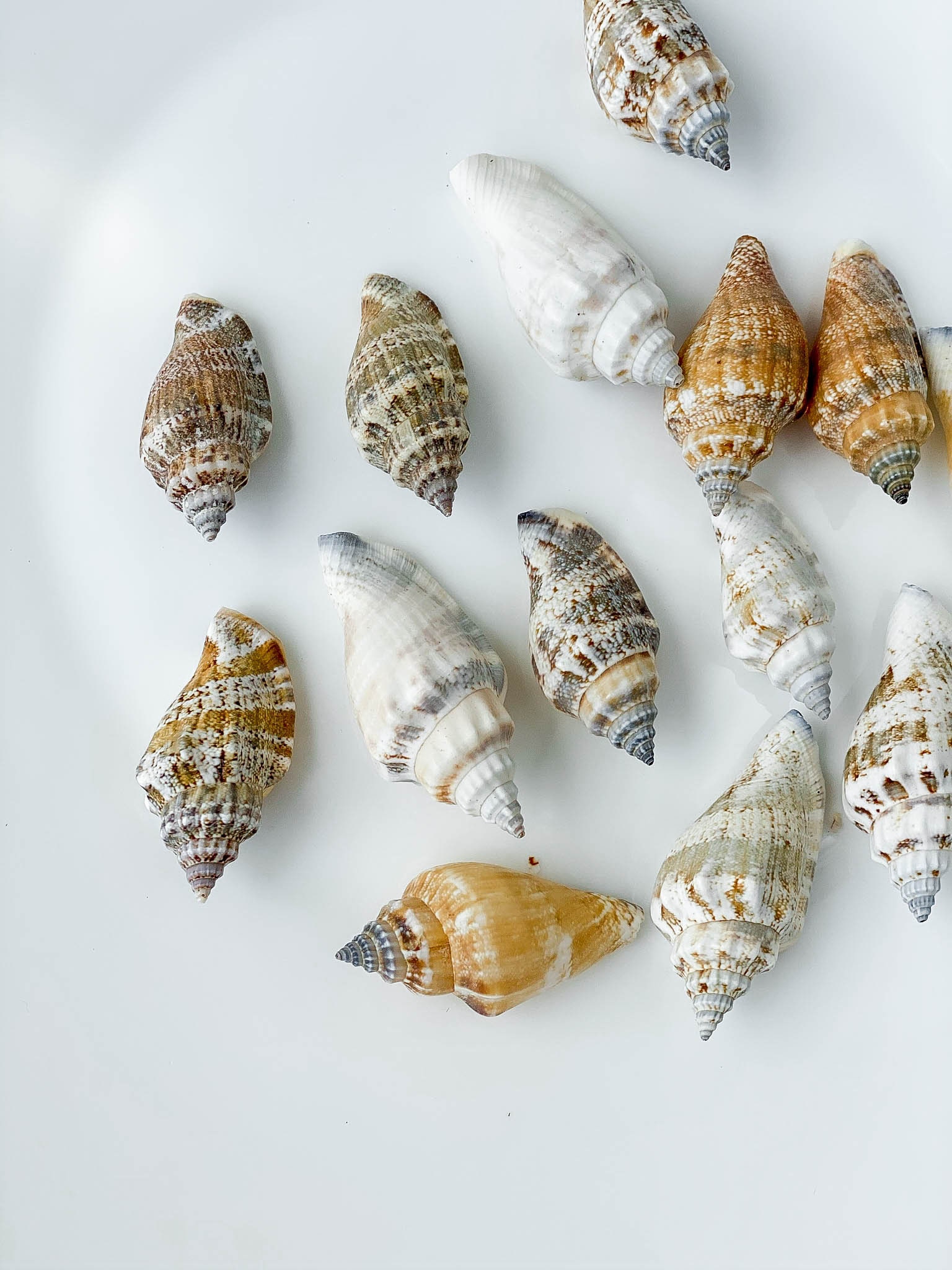 Conchiglie Marine Naturali 100 Pezzi - Per Decorazione, Artigianato E Acquari | Miscellanea - Foto 10