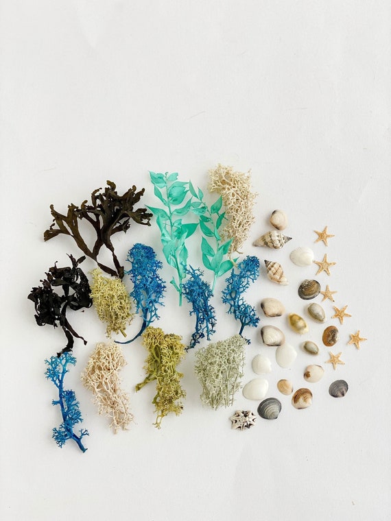 Sea Craft Set for Resin Jewelry, Dried Seaweed, Sea Shells, Starfish, Dried  Moss, Natural Sea Craft Supply Sea Terrarium Kit Findings -  Canada