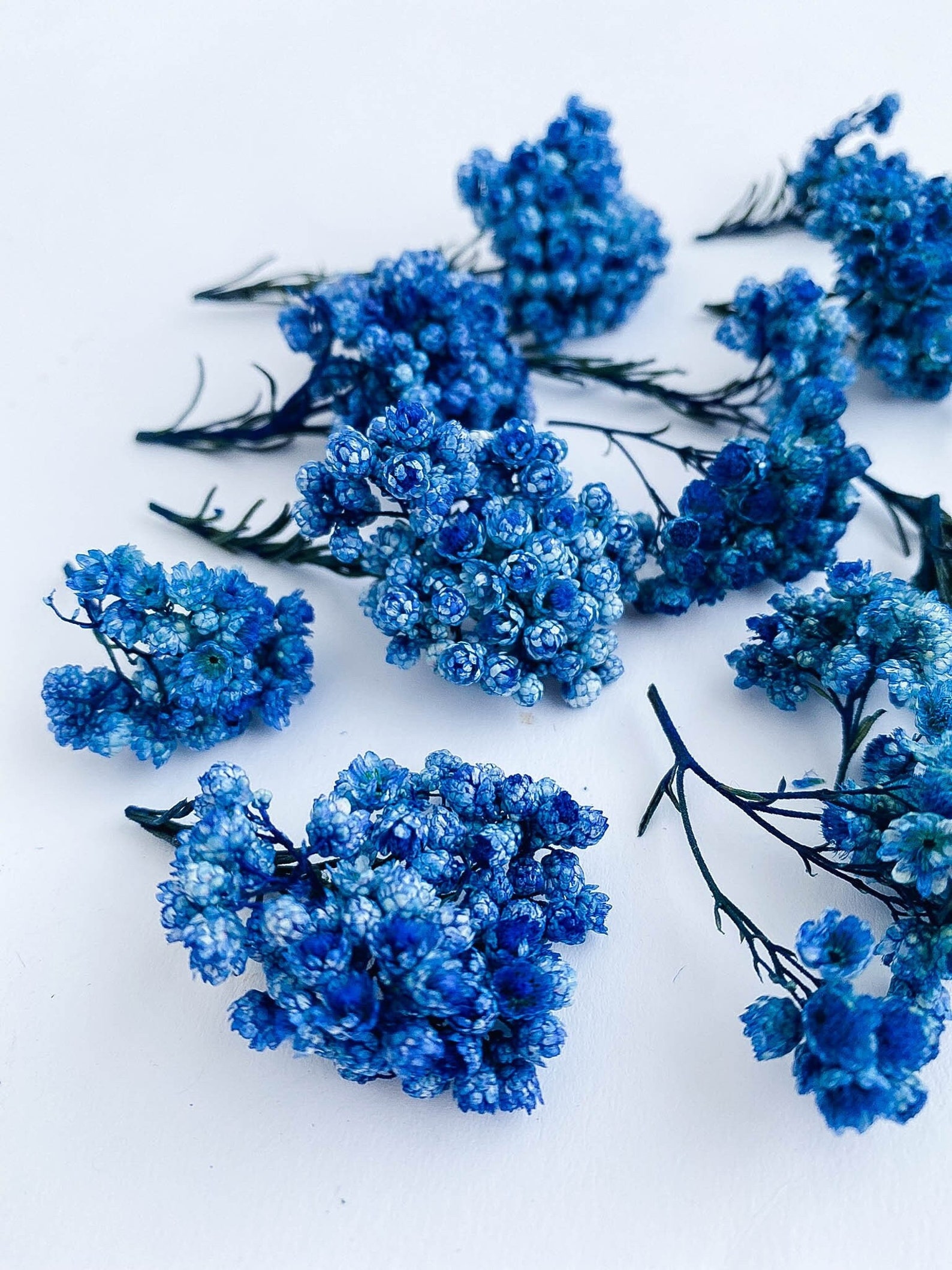 Dried Flowers for Resin Jewelry Blue Real Ozothamnus Flowers Etsy