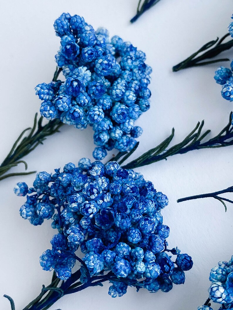 Dried Flowers for Resin Jewelry Blue Real Ozothamnus Flowers Etsy
