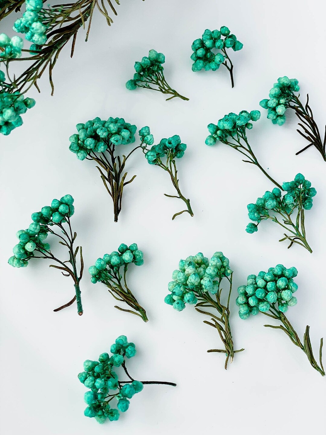 Dried Flowers for Resin Jewelry Turquoise Green Real Etsy