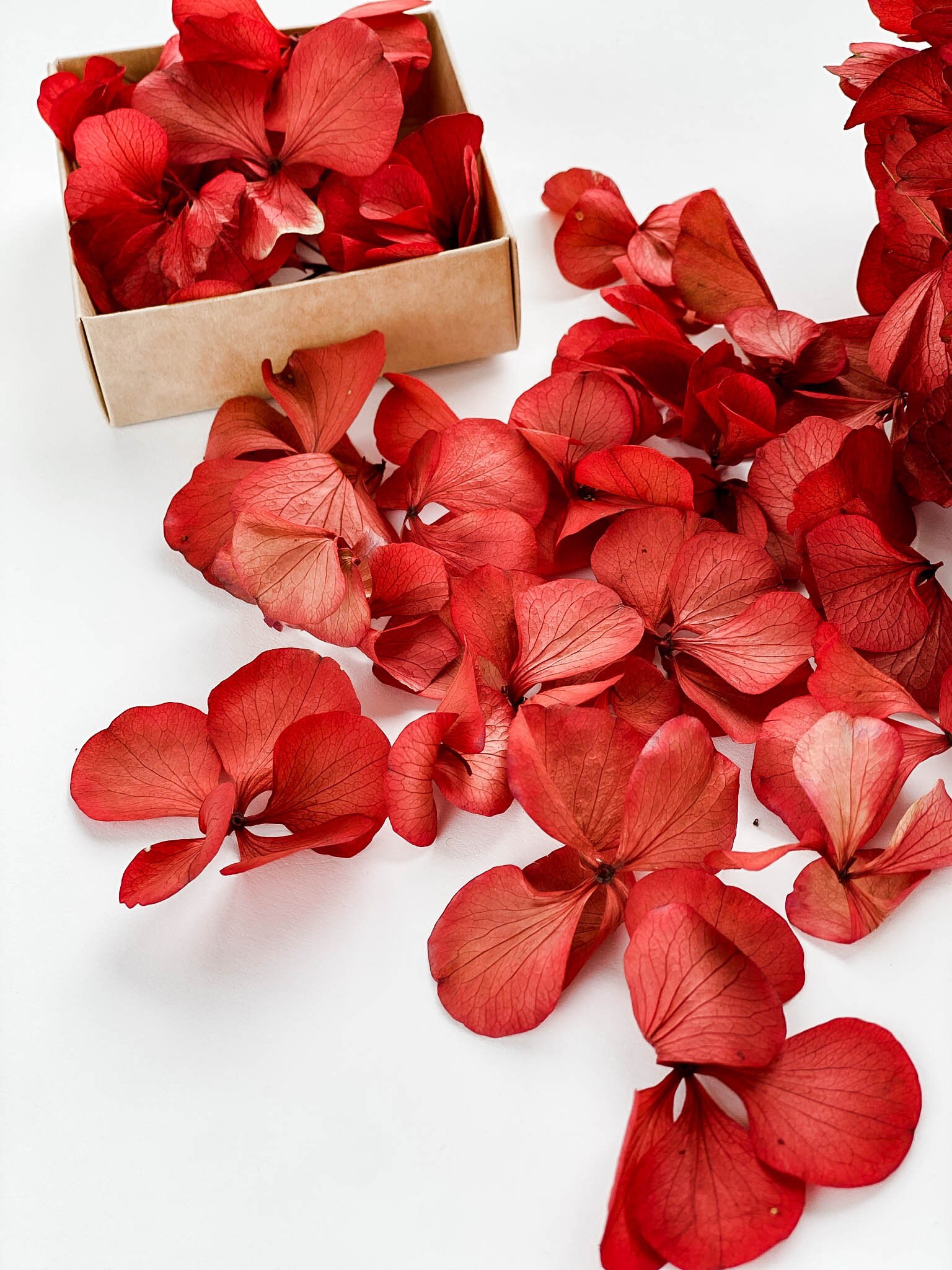 Dried Hydrangea leaves petals small flowers for resin Etsy