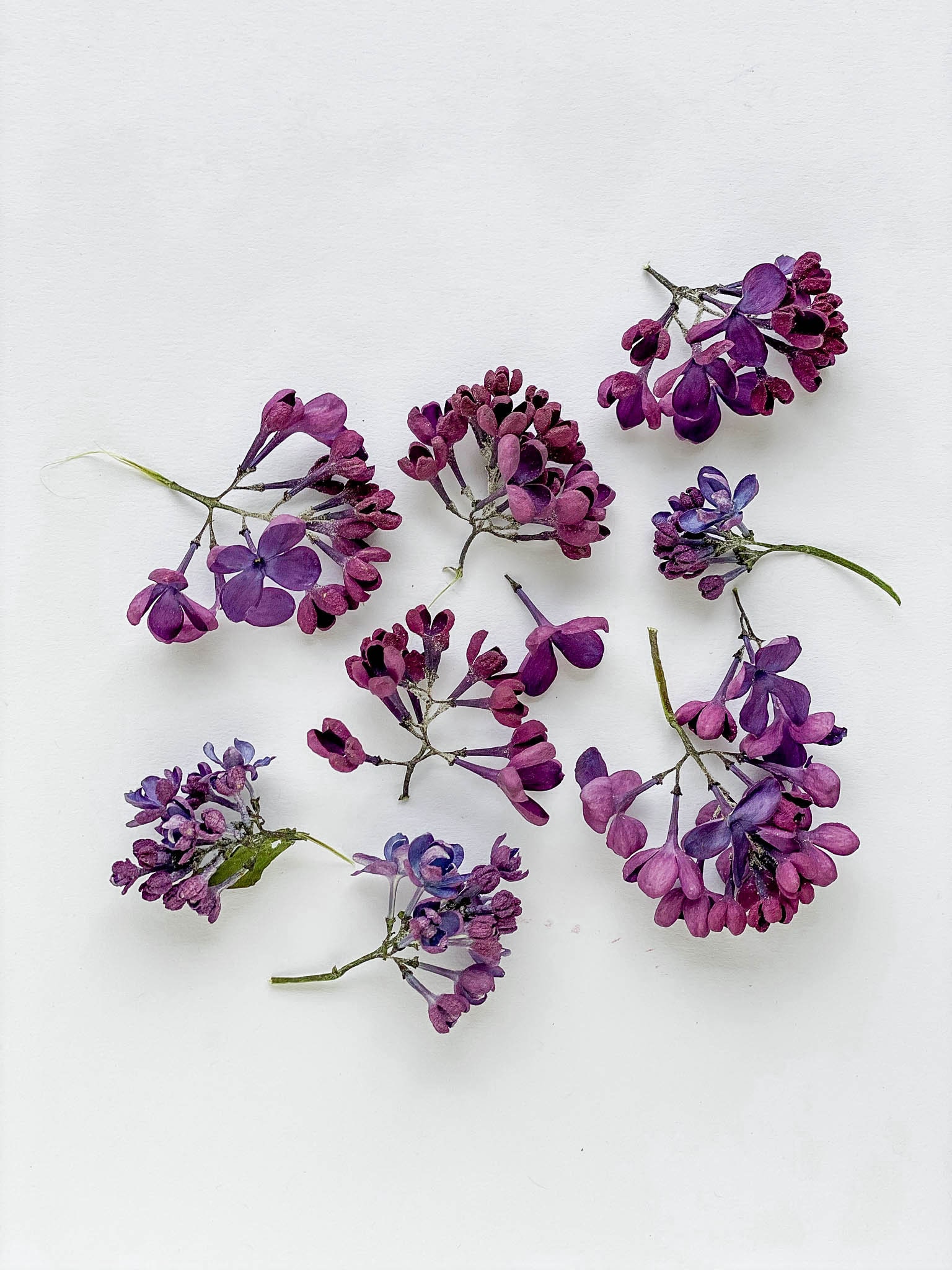 Dried Lilac flowers small tiny flowers for resin Purple Etsy