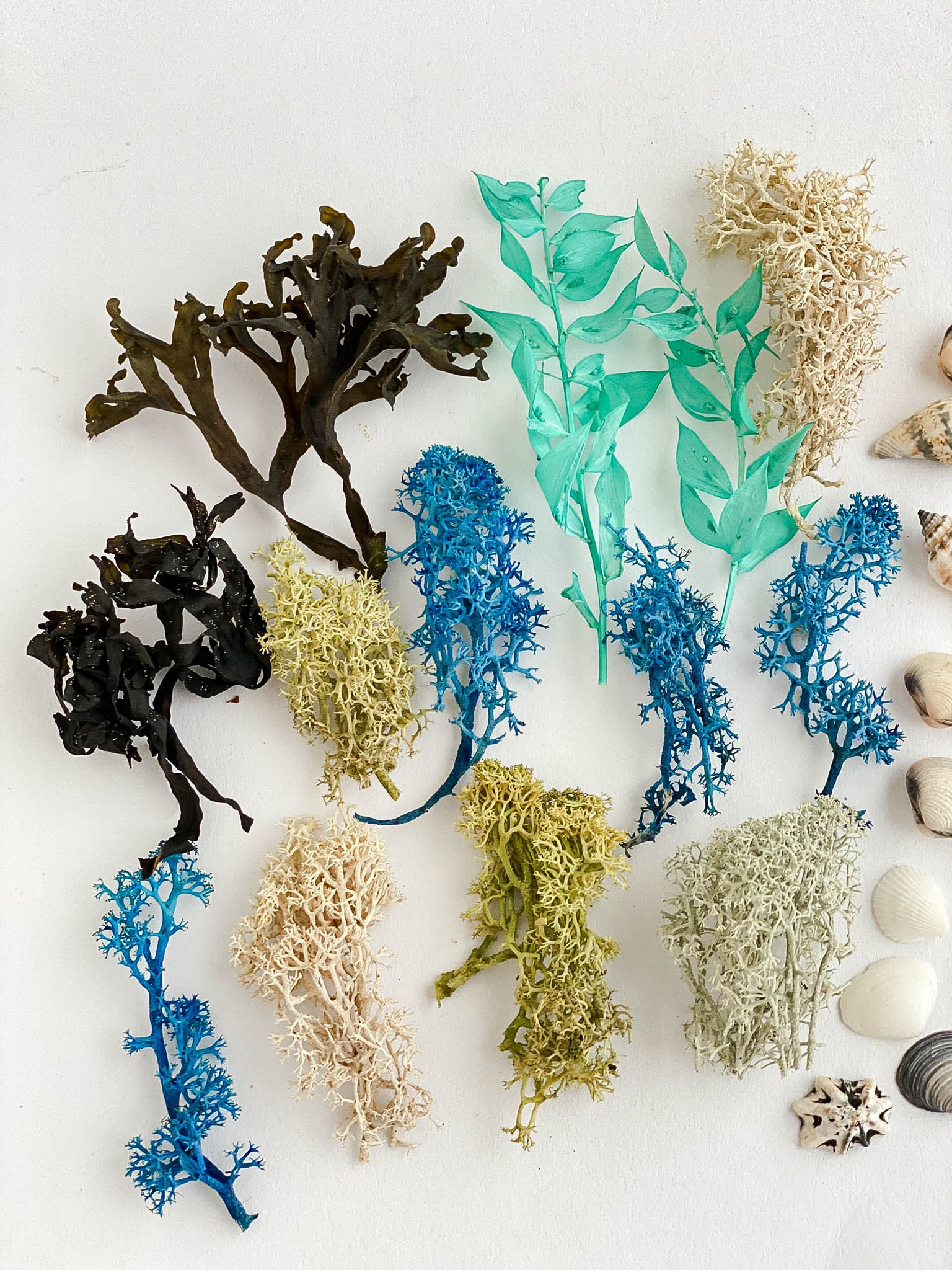 Sea Craft Set for Resin Jewelry, Dried Seaweed, Sea Shells, Starfish, Dried  Moss, Natural Sea Craft Supply Sea Terrarium Kit Findings -  Canada