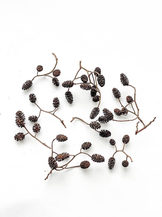 Mini Cônes En Aulne Naturels - Lot De 500 Pièces Pour Décorations Et Artisanat