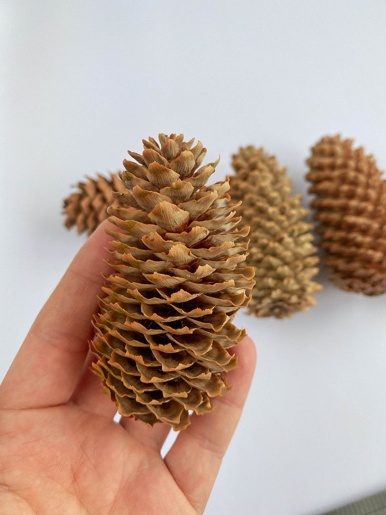 5 Natural Pine Cones Large Real Pine Cone Bulk Supply Holiday Etsy