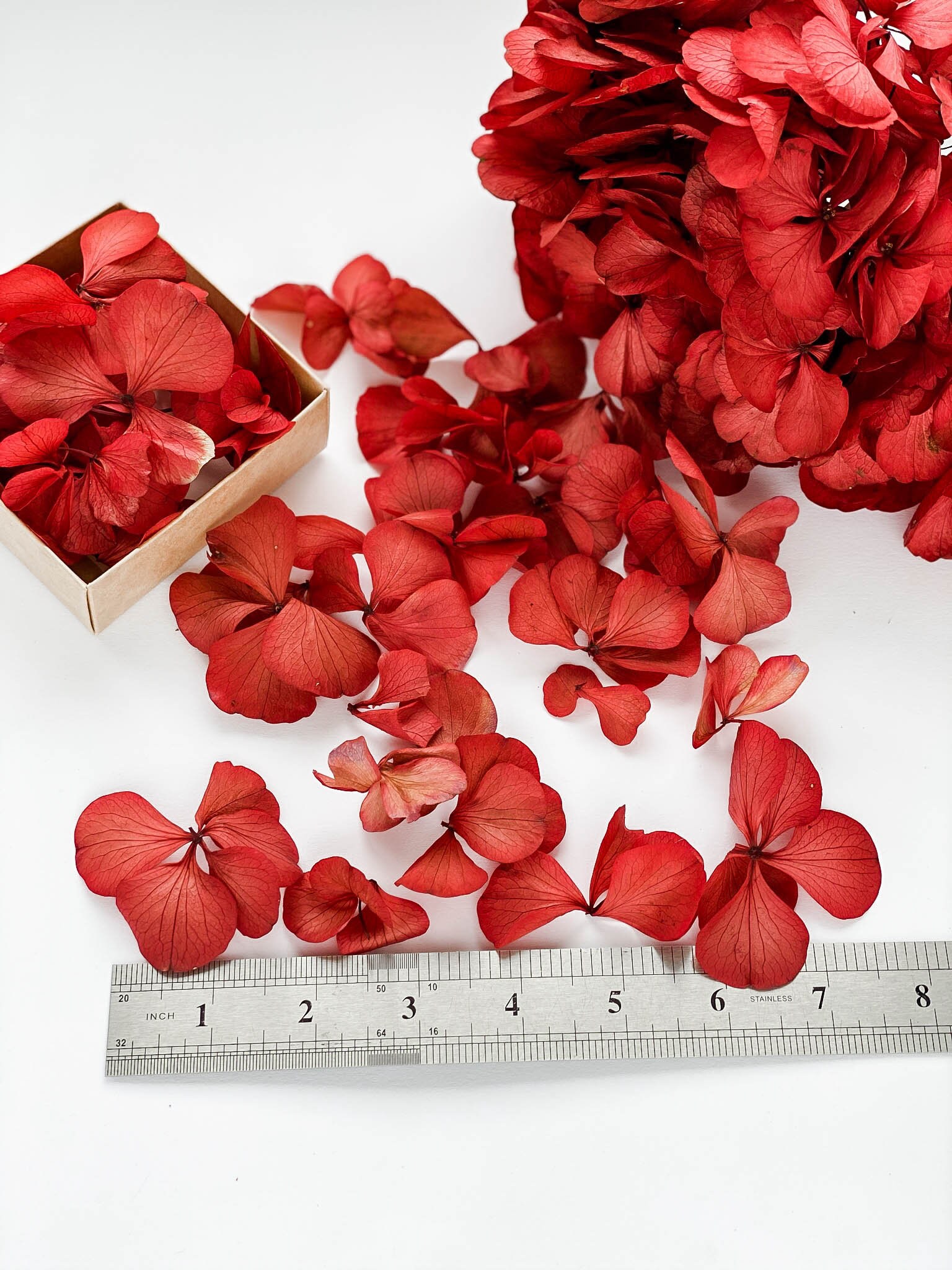 Dried Hydrangea leaves petals small flowers for resin Etsy