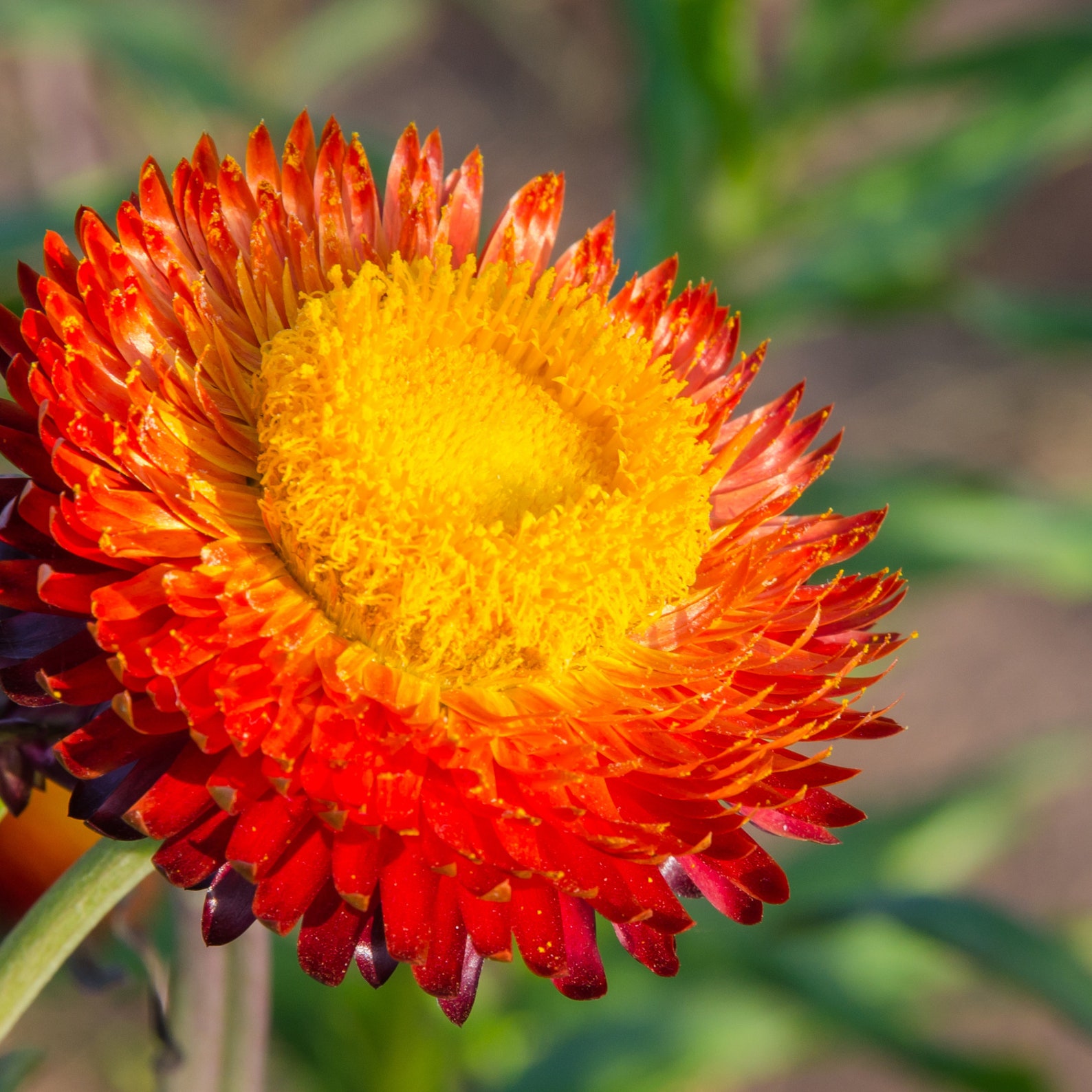 Helichrysum Bacteatum Strawflower Tom Thumb Flower Seeds Etsy