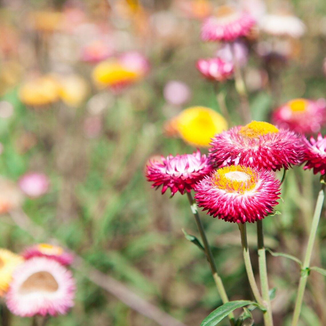 Helichrysum Bacteatum Strawflower Tom Thumb Flower Seeds Etsy