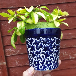 Puede incluir: Una pequeña planta con hojas verdes y amarillas en una maceta de cerámica azul y blanca con una maceta de plástico verde debajo. La maceta tiene un patrón de remolino blanco.