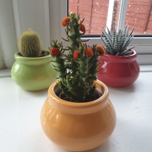 May include: Three potted plants, a cactus in a green pot, a succulent in a red pot, and a cactus with orange flowers in a yellow pot.