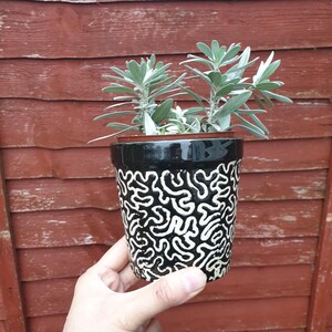 Peut inclure: Un pot en céramique noir avec un motif abstrait blanc, contenant une petite plante en pot avec des feuilles vertes.