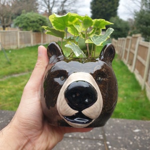 May include: A brown ceramic bear planter with a white nose and mouth. The planter is filled with green ivy plants.