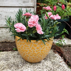 Può includere: Un vaso di ceramica giallo con una superficie testurizzata, riempito di garofani rosa. Il vaso è appoggiato su una superficie di pietra grigia.